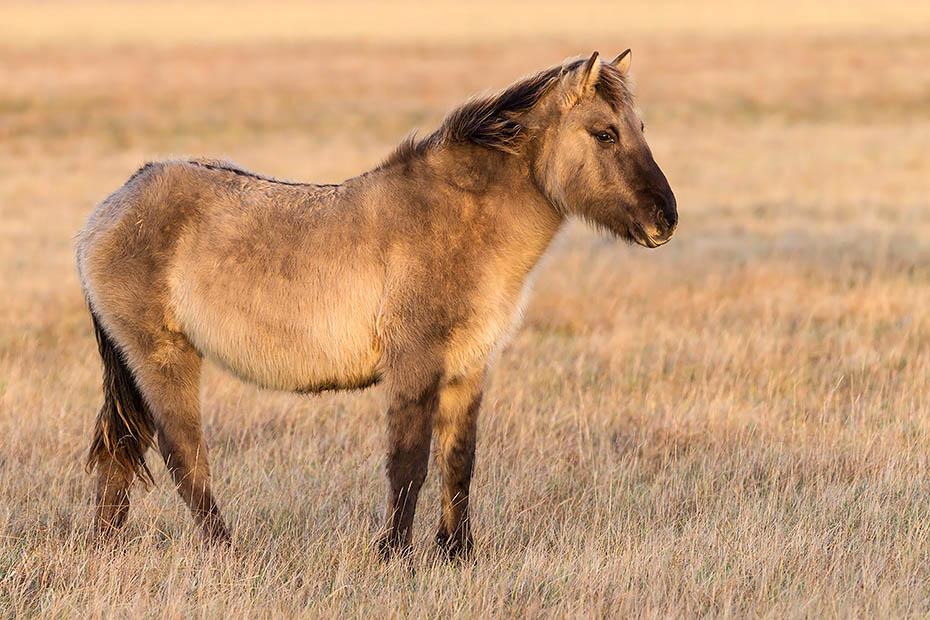 Heck Horse